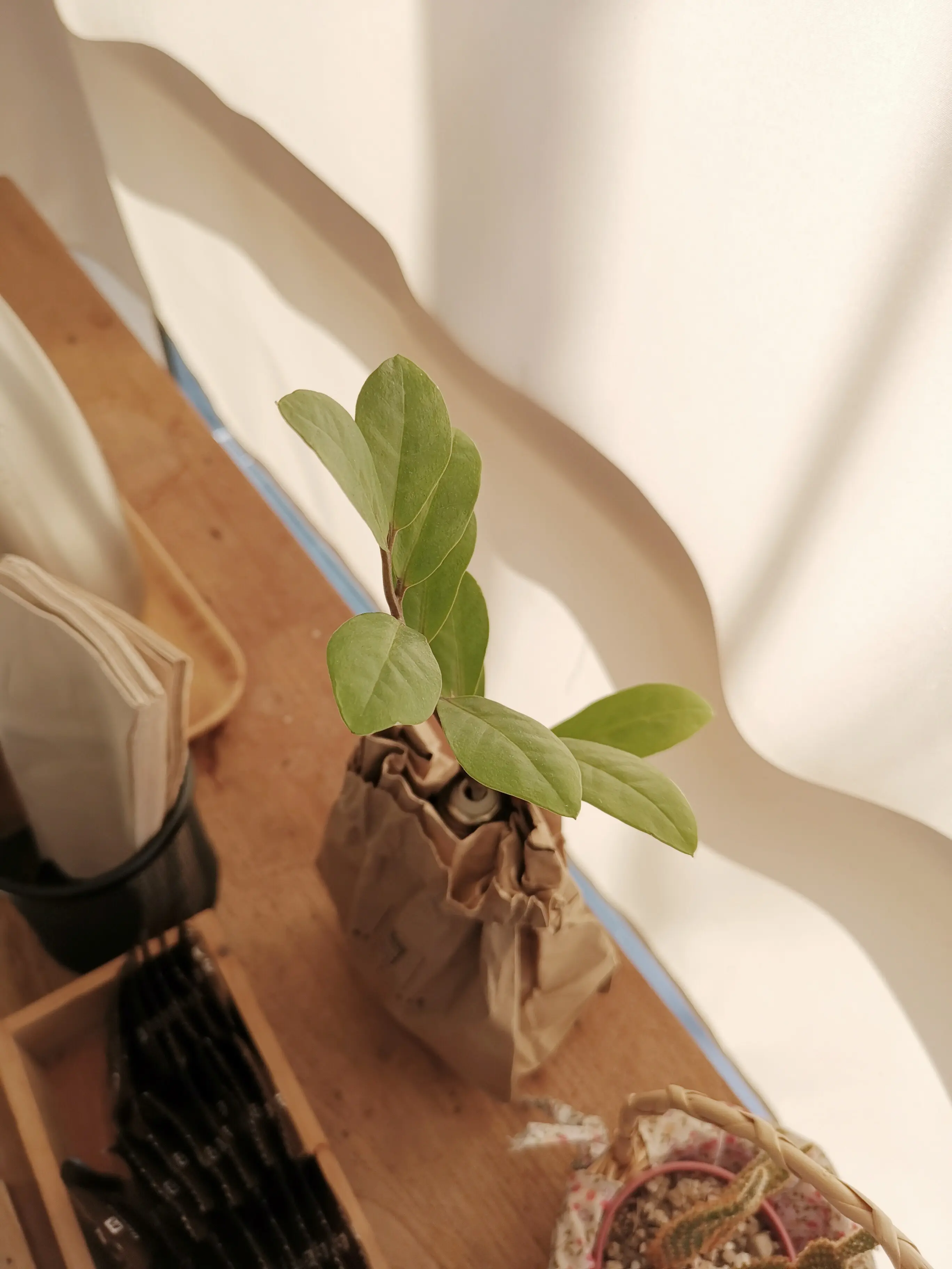 Blick von oben auf eine Topfpflanze auf einem Tisch zu Hause.